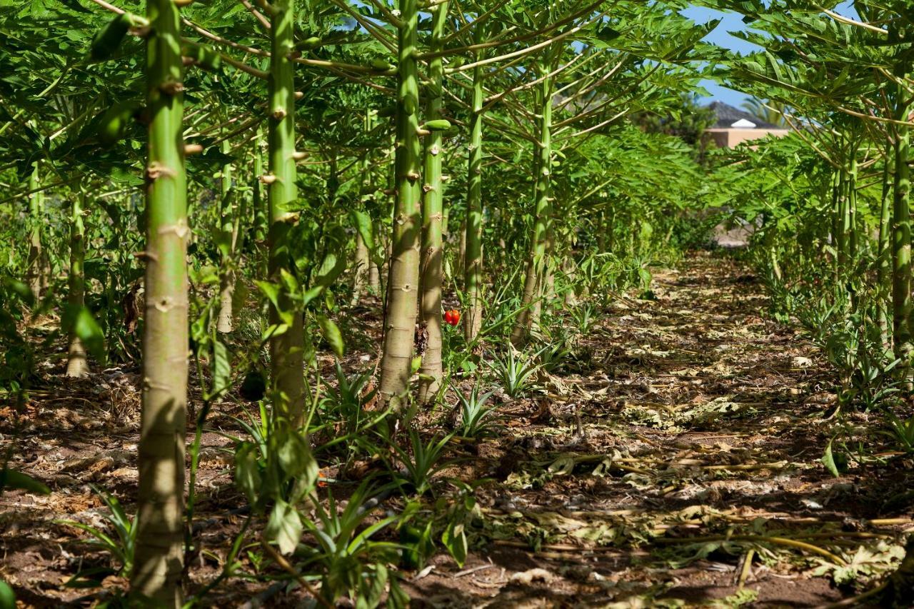 Jardin Tecina